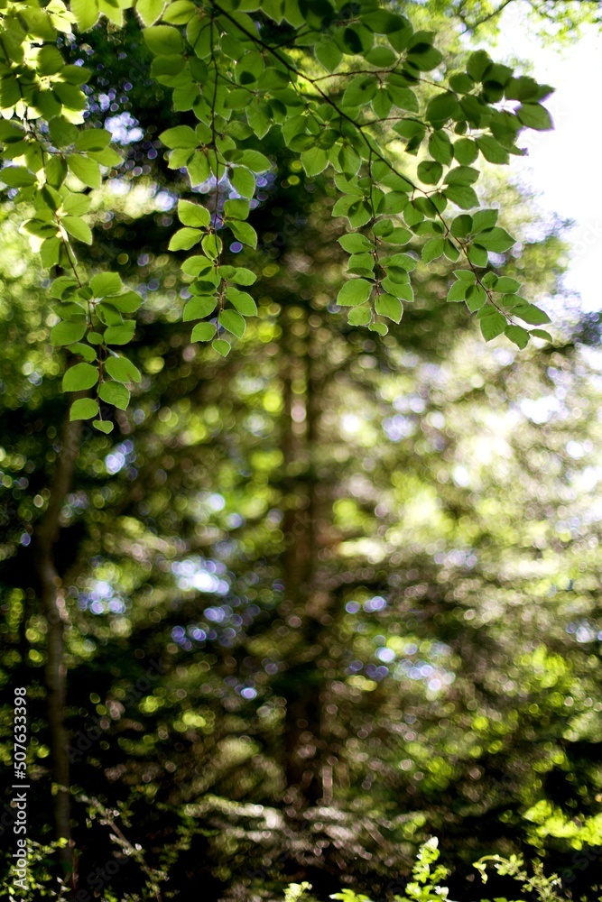 Feuillage arbre vert au soleil en forêt - nature arrière-plan Feuillage arbre vert au soleil en forêt - nature arrière-plan