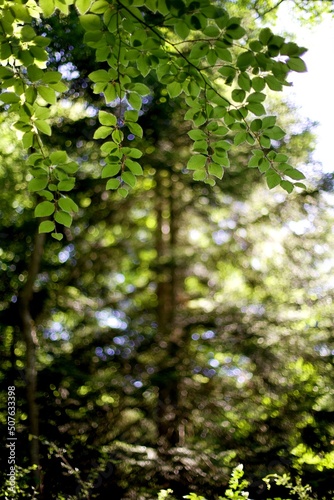 Feuillage arbre vert au soleil en forêt - nature arrière-plan