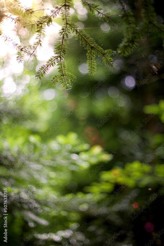 Feuillage arbre forêt nature vert ensoleillé