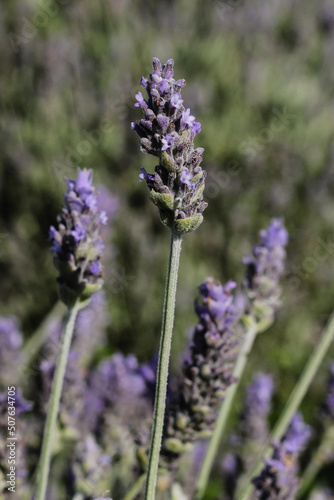 close up of lavender flowers