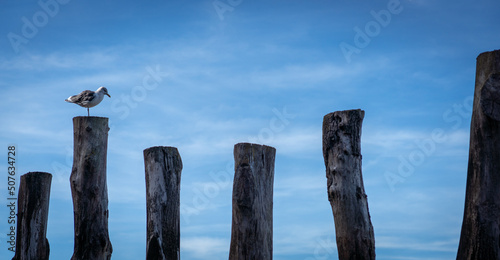 seagull on a wooden poles