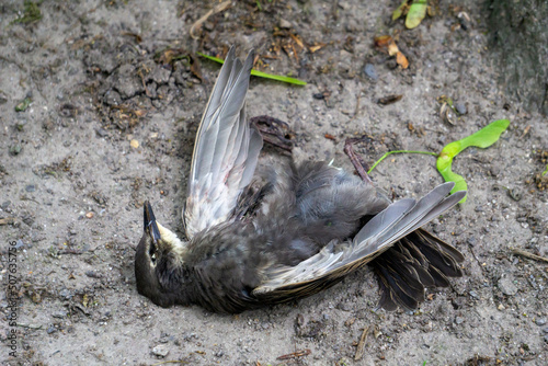 Ein toter Vogel liegt auf dem Boden