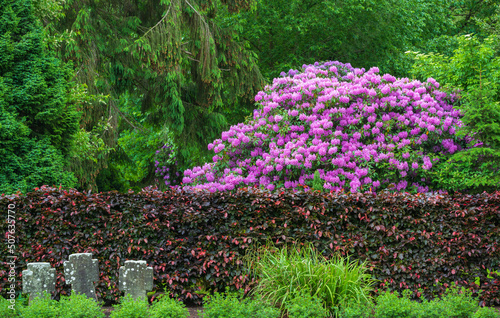 Rhododendron Busch in voller Blüte vor Laubhecke in rot und 3 Grabkreuzen