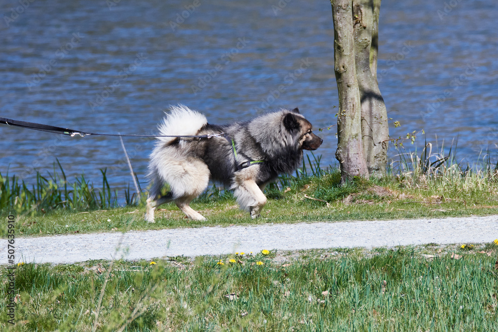Obraz premium Hund beim Spaziergang