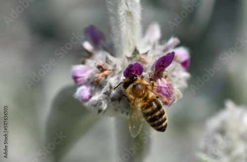 Biene auf einem Wollziest © christiane65