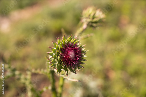 In the spring  the Thistle flower begins to blooming with a blurred background