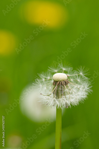 A blowball of dandelion  taraxacum  with blurry background