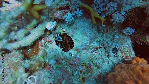 4k video footage of a Gold Spotted Flatworm (Thysanozoon nigropapillosum) in the Red Sea, Egypt photo