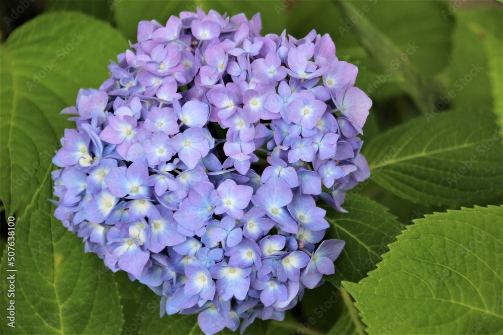 梅雨の時期　鮮やかな紫陽花
