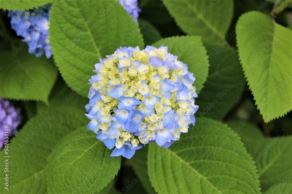 梅雨の時期 鮮やかな紫陽花
梅雨の時期 鮮やかな紫陽花
