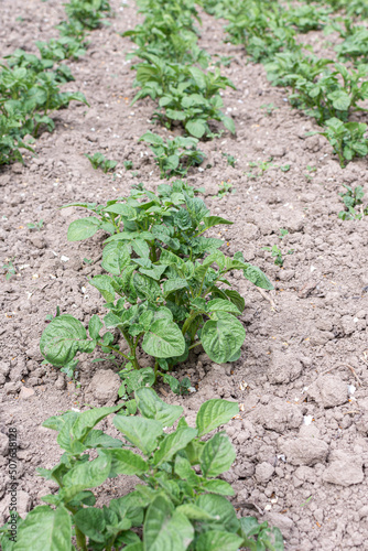 Green leaves of young potatoes on a bed in the garden