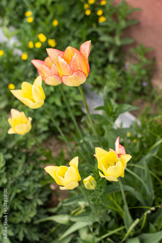 Fototapeta Naklejka Na Ścianę i Meble -  Pink and yellow flowers tulips in the garden near the house