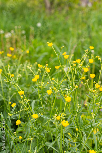 Field spring flowers in the garden in the meadow