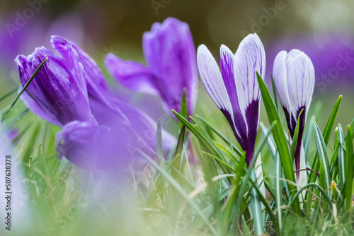 Crocuses on a field on a spring day, Drebach, Saxony, Germany