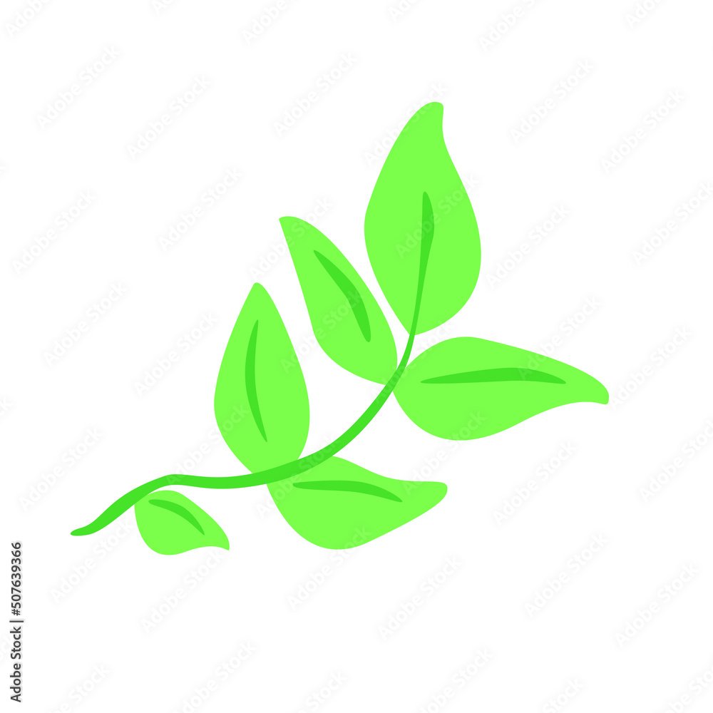 Green basil leaf on branch. Fresh culinary herbs. Aromatic Italian seasoning. Basilicum leaves, condiment, flavoring. Spice ingredient. Flat vector illustration isolated on white background