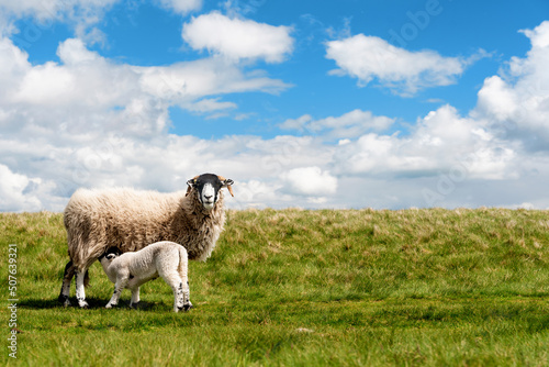 The grazing sheep and  lamb on the meadow in Peak District against the blue sky photo