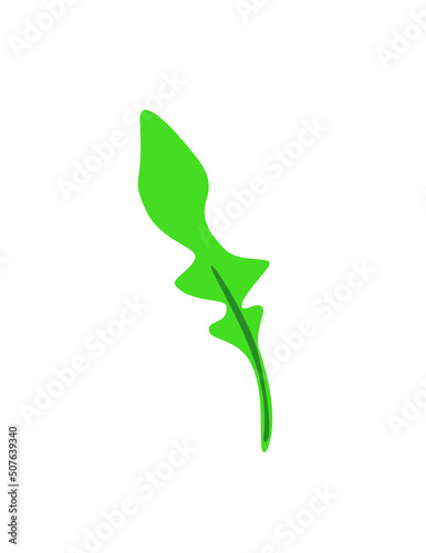 Fresh arugula leaf. Rucola, garden rocket. Greens, leafy vegetable. Healthy veggie food. Ruccola herbs, seasoning. Flat vector illustration of rugula isolated on white background