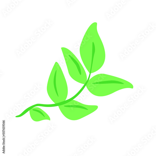 Green basil leaf on branch. Fresh culinary herbs. Aromatic Italian seasoning. Basilicum leaves  condiment  flavoring. Spice ingredient. Flat vector illustration isolated on white background