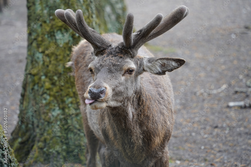 Crazy Derpy Deer