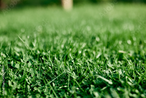 Fototapeta Naklejka Na Ścianę i Meble -  Young summer clover grass and microclover close-up, greening the environment, summer sunlight on the leaves