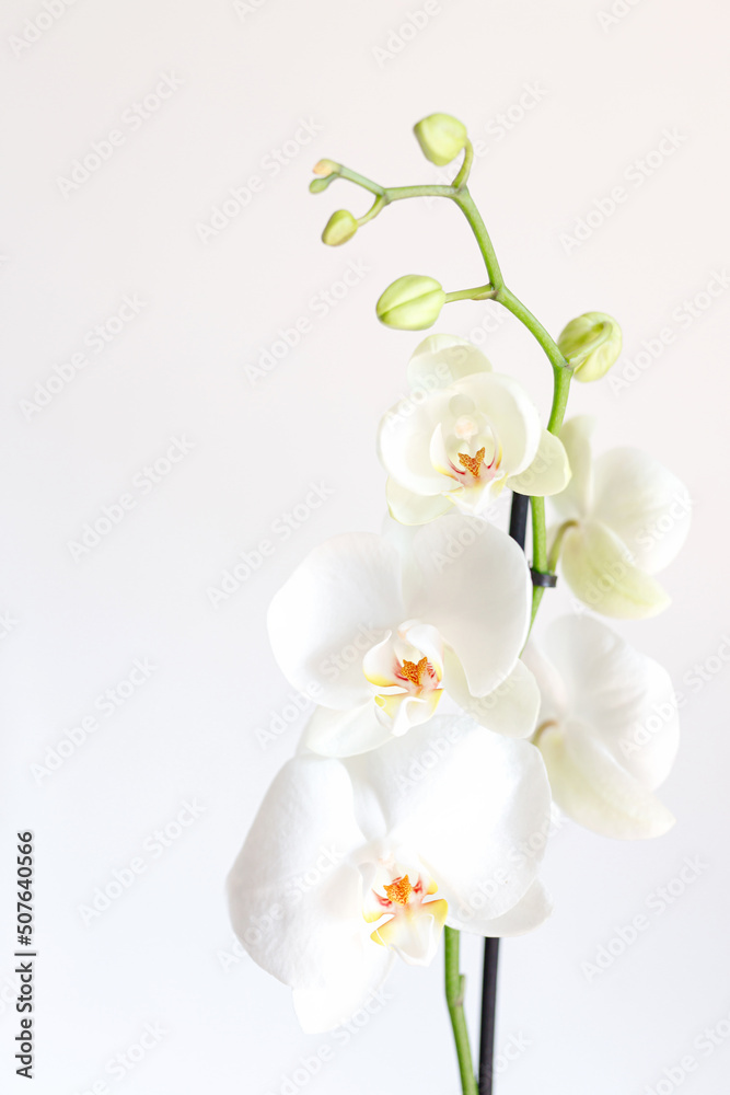 Orchid flower in orchid garden for beauty and agriculture concept design. Vanda Orchidaceae