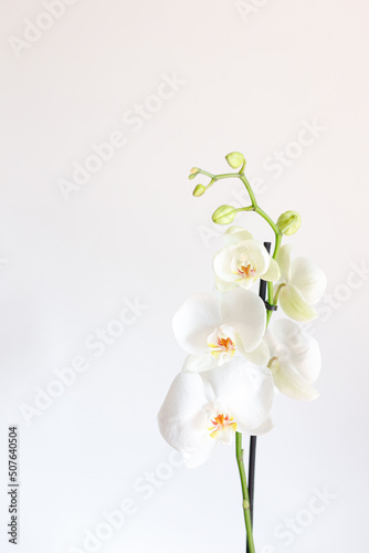 Fototapeta Naklejka Na Ścianę i Meble -  Orchid flower in orchid garden for beauty and agriculture concept design. Vanda Orchidaceae