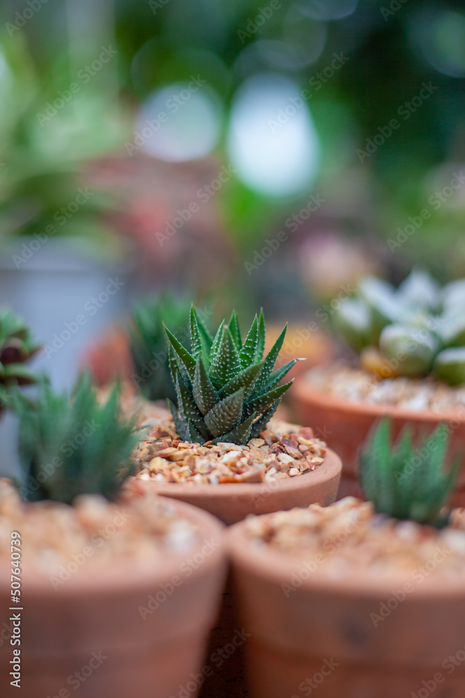Cactus in a pot. Cactus care after planting. Ornamental plants inside the building. Cactus in a pot. Cactus care after planting. Ornamental plants inside the building.