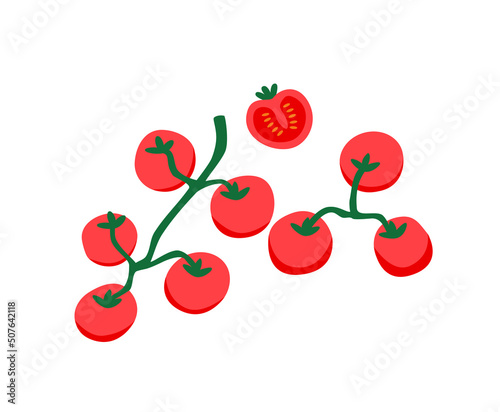 Cherry tomatoes growing on branch. Small vegetables on food plant. Red ripened natural raw veggies on twigs. Flat vector illustration isolated on white background .