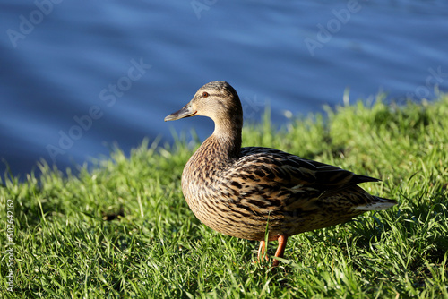 Mallard duck resting on a river coast in summer park. Female wild duck in green grass