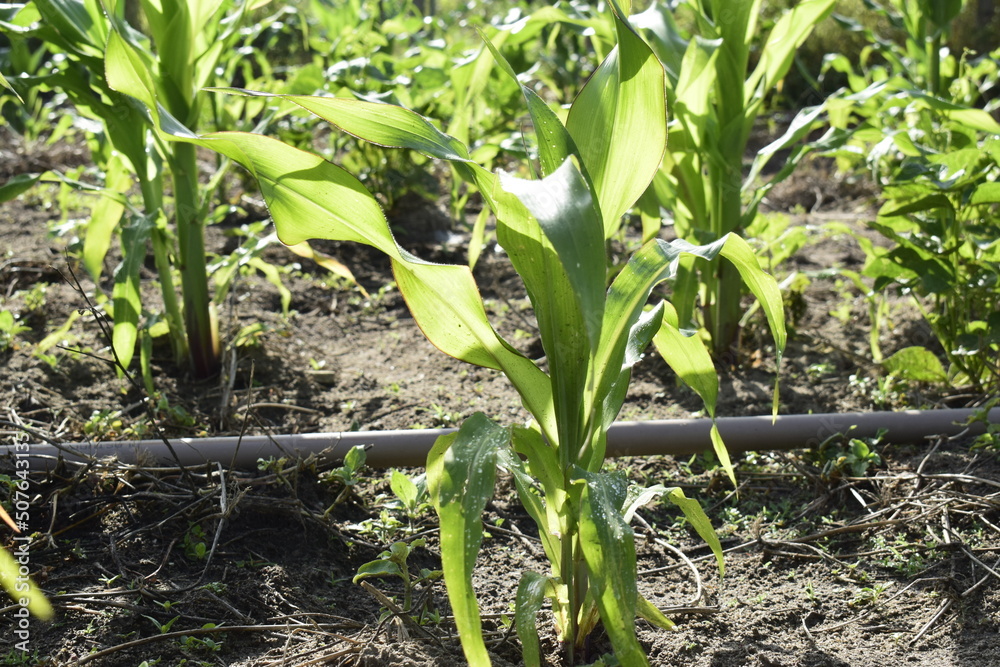 Obraz premium corn field