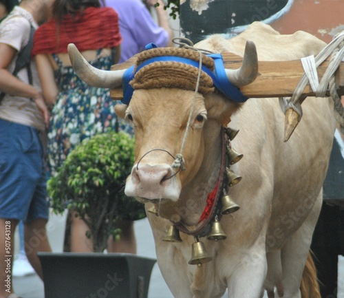 Bull pulling chariot on Easter's Festivity in La Orotava photo