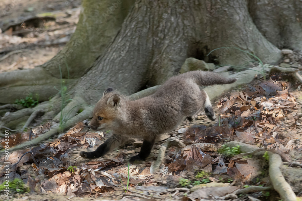 Naklejka premium At birth, red foxes are actually brown or gray.