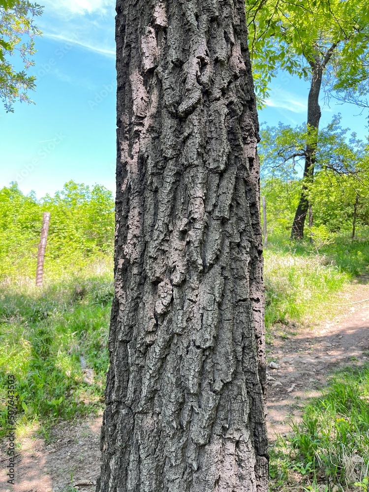 Oak tree trunk in Gerecse mountains in Hungary Oak tree trunk in Gerecse mountains in Hungary