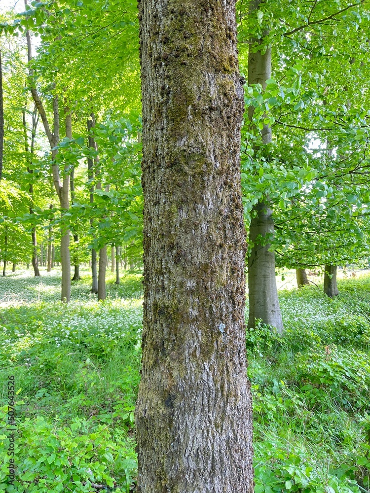 Trunk of a mossy oak tree in the Gerecse Mountains in Hungary Trunk of a mossy oak tree in the Gerecse Mountains in Hungary