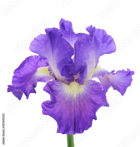 Fototapeta Naklejka Na Ścianę i Meble -  Iris flower isolated.