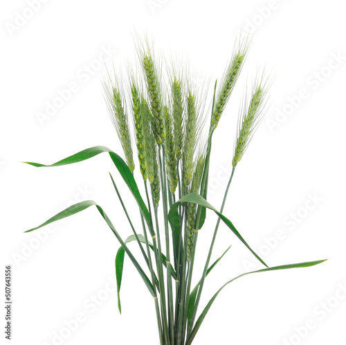 Bunch of green wheat ears.