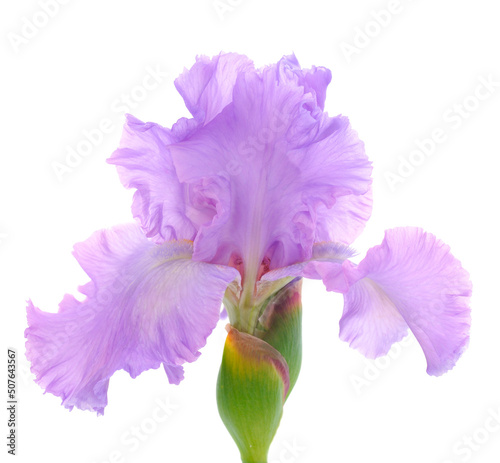 Fototapeta Naklejka Na Ścianę i Meble -  Iris flower isolated.