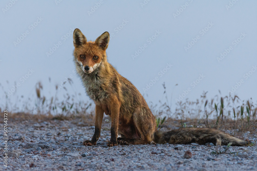 Fototapeta premium red fox vulpes