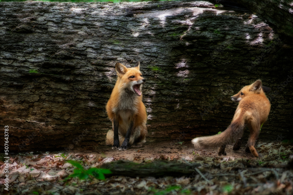 Fototapeta premium Male red fox and kit talking