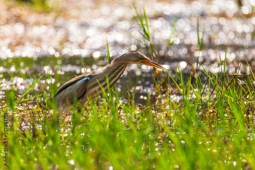 bird in the grass