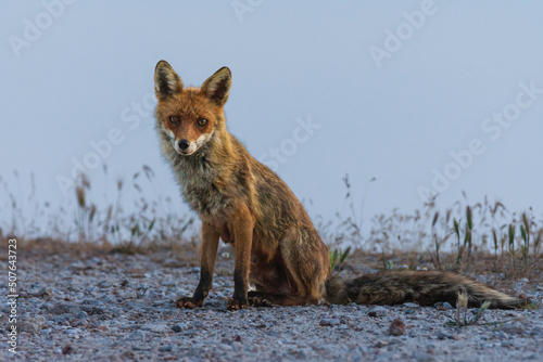 red fox vulpes