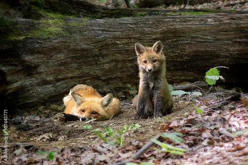 Male red fox with his kit