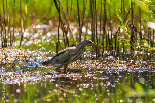 bird in the grass