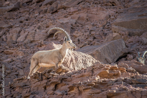Israël - Parc de Timna - Ibex de Nubie photo