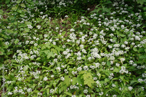 Bärlauch Blütte im Frühling