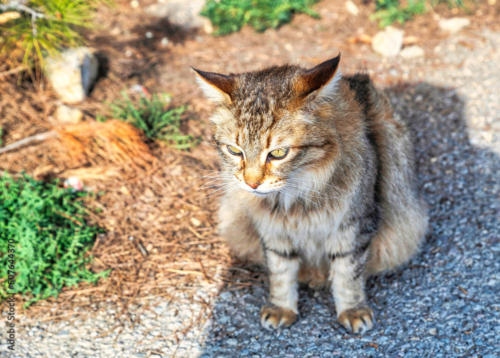 schöne verwilderte Katze auf Spaniens Insel Mallorca schöne verwilderte Katze auf Spaniens Insel Mallorca