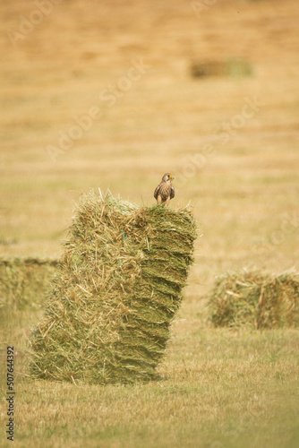 bird in the grass