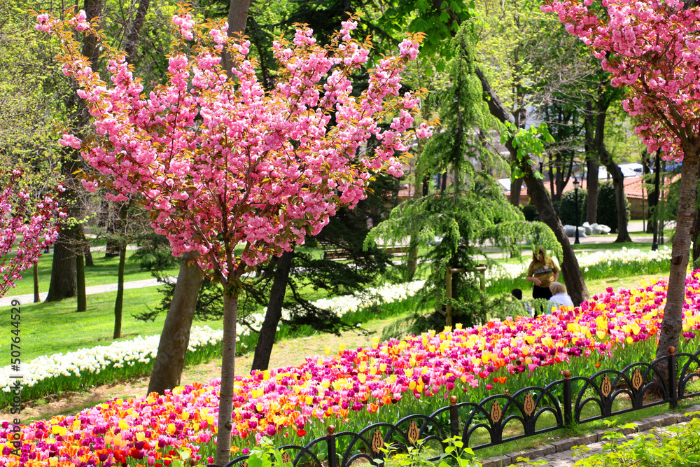 Istanbul tulip: Tulip (Tulipa), common name of bulbous, perennial plant species grown as ornamental plants, forming the genus Tulipa from the lily family, colorful tulips, selective focus Istanbul tulip: Tulip (Tulipa), common name of bulbous, perennial plant species grown as ornamental plants, forming the genus Tulipa from the lily family, colorful tulips, selective focus