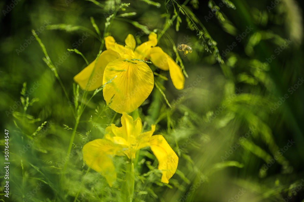 Sumpfschwertlilie Iris pseudacorus mit Biene vor unscharfem Hintergrund Sumpfschwertlilie Iris pseudacorus mit Biene vor unscharfem Hintergrund