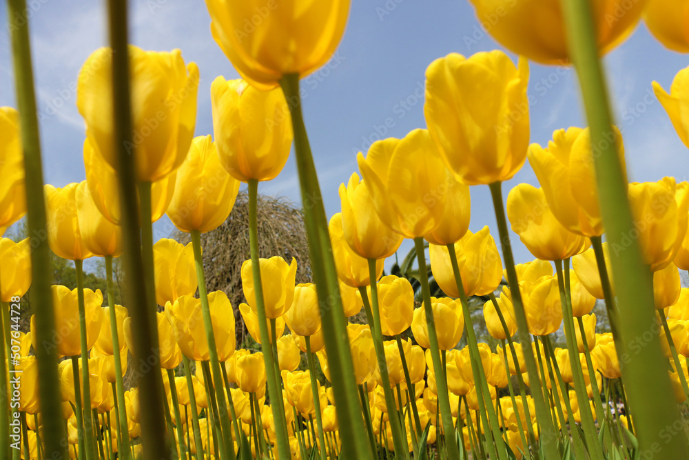 Fototapeta premium Istanbul tulip: Tulip (Tulipa), common name of bulbous, perennial plant species grown as ornamental plants, forming the genus Tulipa from the lily family, colorful tulips